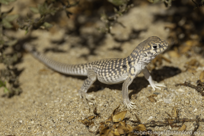 Desert Biogeography of Joshua Tree National Park